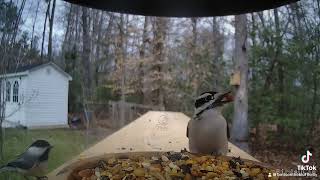 Downy Woodpecker Visits The Bird Shelf [upl. by Ordep]