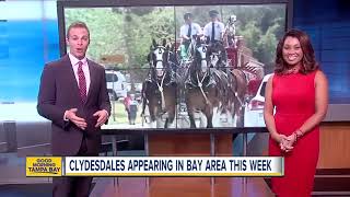 Budweiser Clydesdales making appearances in Tampa Bay area ahead of the Gasparilla Pirate Fest [upl. by Ragse743]