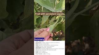 Family Solanaceae Eggplant 🍆 shorts ytshorts 11thbiology [upl. by Debby232]