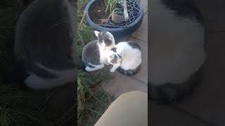 Katzen Geschwister Liebe katzenvideos goviral animalcat catvideos forcats foryou [upl. by Annayoj]