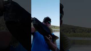 BRONZE BASS FACTORY susquehannariver smallmouth fishinglife [upl. by Noach33]