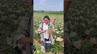 Esta Agricultora Cosecha Las Mejores Piñas De China 🍍 [upl. by Kissee131]