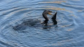 Kormoran auf der Jagd [upl. by Arihs524]