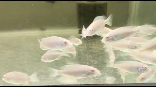 Albino eyes white dolphin chiclids [upl. by Arratahs]