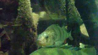 Fully grown Perch and Pike in a tank  Flussbarsch und Hechtbecken  Aquazoo 2348 [upl. by Shoifet]