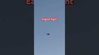 Eagles fighteagles eaglesfamily eaglesfans [upl. by Nairad]