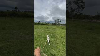 Amarando terneros en la savana caballos llanos ternero [upl. by Klos915]