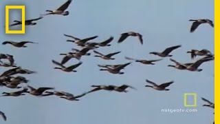 Geese Fly Together  National Geographic [upl. by Rafaelia]