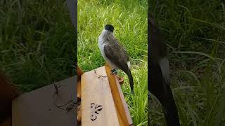 Burung Kutilang birds shortvideo pikatkutilang burungkutilang penikmatproses [upl. by Elletsirk]