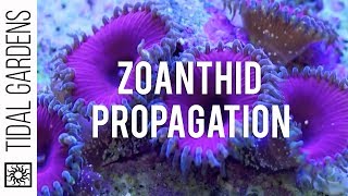 Zoanthid and Palythoa Coral Propagation [upl. by Joshuah]