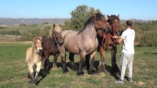 Caii lui Gabi de la Valea Mare de Cris Bihor  2024 Nou [upl. by Akire]