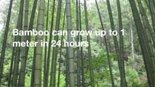 12 Amazing Facts About Bamboo [upl. by Nairdna]