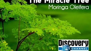 Discovery Channel  Moringa Oleifera [upl. by Freberg]