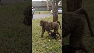 Elephants amp Olive Baboons Have Very Close Relationship shorts youtubeshorts subscribe wildlife [upl. by Chemash]