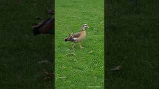 Egyptian goose female  Nilgans Weibchen Heidelberg [upl. by Corella]