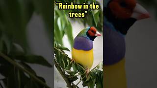 quotThe Gouldian Finch Natures Most Colorful Bird💛💜quotshorts [upl. by Ardelle]