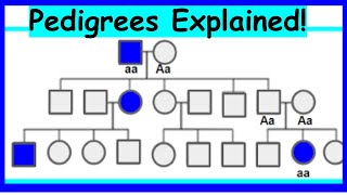 How to Read Pedigrees Modes of Inheritance [upl. by Cecelia21]