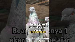 Jawa sungut magelangan pigeon birds kabootar [upl. by Dnomzed]