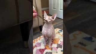 My Cats Try Silvervine Sticks shorts catnip cats hairlesscat [upl. by Dusza]