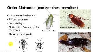 Insect Classification Part 2 [upl. by Erolyat]