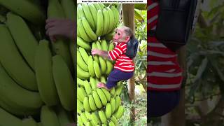 The monkey ate the banana 🐒🍌 shorts viralvideo facts [upl. by Yemaj]