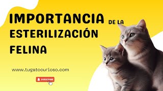 Importancia de la esterilización felina La Clave del Bienestar y la Salud [upl. by Htebzile]