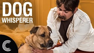 The Dog Whisperer with Farley Archer Rescue Dogs [upl. by Asiruam]