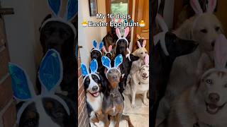 Do you have Easter traditionsOur dogs love finding their Easter eggs filled by sundaysfordogs 🐣 [upl. by Sean]