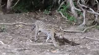 An Ocelot Leopardus pardalis seen at a floodlit night hide in the Pantanal Brazil [upl. by Terrag281]