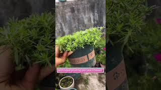 Technique pruning portulaca flower grow up so beautiful bonsai shortvideo portulaca garden [upl. by Liana]