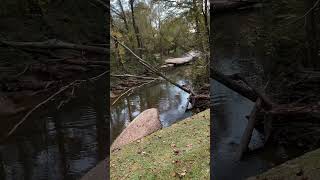 Candler Creek off Deadwyler Road [upl. by Hazelton319]