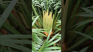 Cycas flower plants cycas short video [upl. by Herod707]