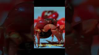 The red crab  universeofmusic animals documentary animalworldlife [upl. by Eneleh]