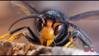 Invasive ‘murder hornets’ found in Europe for the first time [upl. by Weissberg]