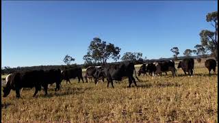 Mustering cattle Australia ￼ [upl. by Rezzani]