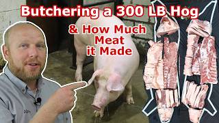 Watch us Butcher a 300 LB Hog See The Cuts it Made and Find out the total Meat Yield [upl. by Reuven]