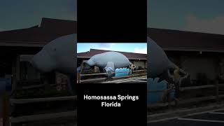 WORLDS LARGEST MANATEE Homosassa Springs Florida Diggin w Rob short [upl. by Callahan]