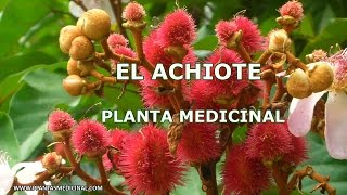 El Achiote  Planta Medicinal [upl. by Estis]