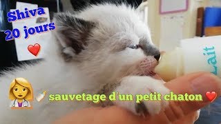 SAUVETAGE DE SHIVA PETIT CHATON DE 20 JOURS SEULEMENT [upl. by Ursulette]