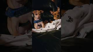 chiweenie and Chihuahua dog reacts at howling dogs pets animals shorts [upl. by Dnar]