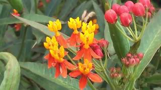 Asclepias curassavica L  Medicinal Uses Of Asclepias curassavica  Scarlet Milkweed  Bloodflower [upl. by Kreiker425]