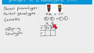 A2 Biology  monohybrid inheritance [upl. by Gilliette824]