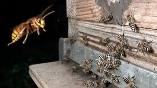 Yellow hornet vs Japanese honeybees in Super Slow Motion [upl. by Rondon]