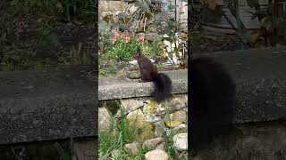 Eichhörnchen im Garten [upl. by Hally589]