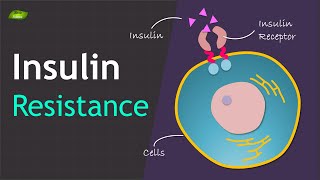 Insulin Resistance  Basics and Mechanism  Basic Science Series [upl. by Vig297]