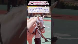 【競馬動画白毛ちゃん】新馬戦に白毛ゴージャス出走✨競馬 競馬予想 ウマジョ 馬券勝負 馬券的中 中京競馬場 パドック予想 白毛 新馬戦 白馬 [upl. by Sivra]