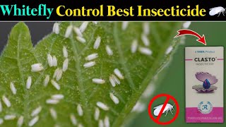 Whitefly Control Best Insecticide  Clasto Insecticide Tata Rallis New Product [upl. by Kalfas]