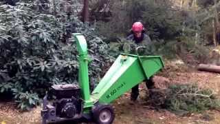 Cutting down 10 pine trees with husqvarna 536 li xp and wood chipper Rgo CV18 E [upl. by Vittorio186]