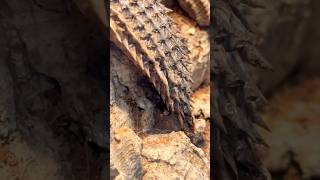 The coolest thing you will see today reptiles skink lizard Gidgee skink [upl. by Garnett76]