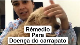 Remédio para doença do carrapato em cachorro Salva seu pet ❤️ [upl. by Nitz]